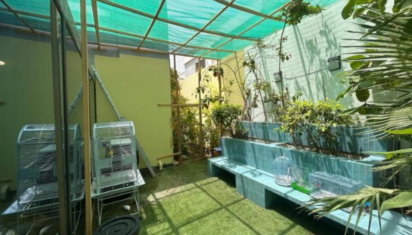 An outdoor aviary with green netting, several bird cages, artificial grass, and tiered planters filled with plants.