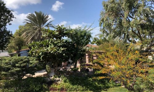 A lush garden with diverse vegetation, featuring a large tree in the foreground and a spacious villa amidst greenery in the background, under a clear blue sky.