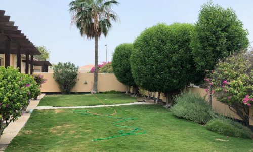 A backyard garden with a lush green lawn, trimmed hedges, a palm tree, various shrubs, and a hose lying on the grass. A pergola is visible on the left side.